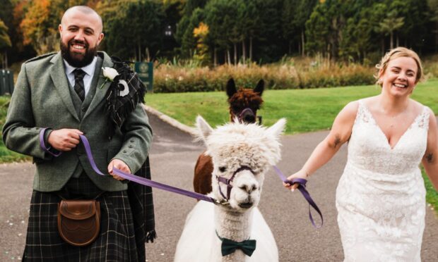 Katie and Michael Donnelly got married at Forbes of Kingennie Country Resort near Dundee with alpacas Lily and Forever from David's Hill Alpacas in St Vigeans