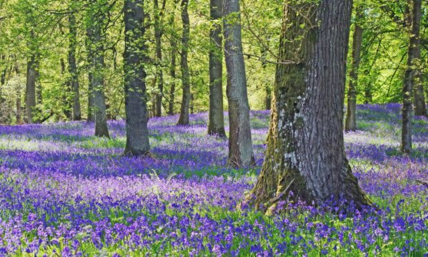 Kinclaven Bluebell Wood.
