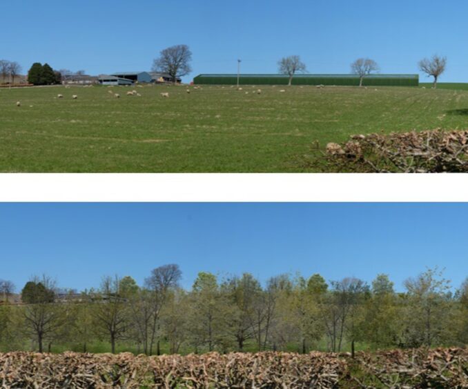 Lundie free range chicken shed