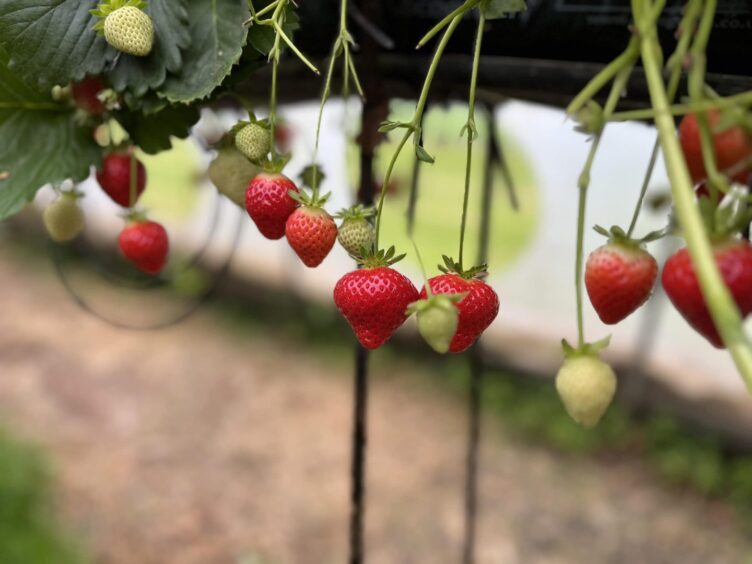Image shows: strawberries growing at Mains of Errol fruit farm in Perthshire. The strawberries are grown on a table top system.