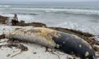Mella Shaw examines a beached whale on South Uist. Image: David Evans.