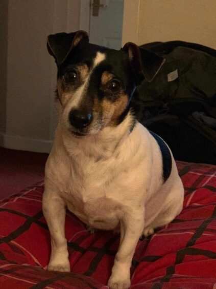 Small Jack Russell terrier looking at camera