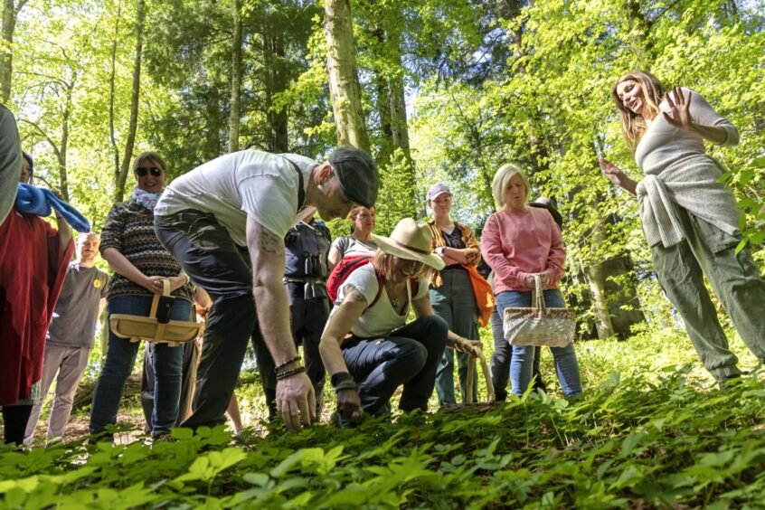 A group of foragers look at the greens on the forest floor.