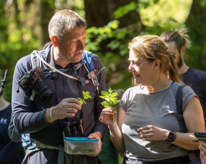 A couple of foragers compare leafy plants they have found in a forest.