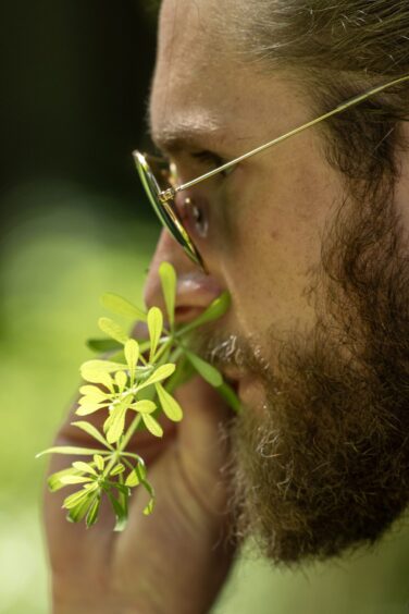 A bearded man holds a stalk of sticky willy to his nose.