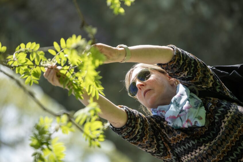 A woman reaches up into a tree to pluck a leaf.
