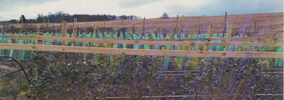 Thomas Robinson's tea plants