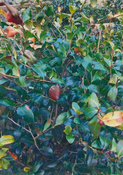 Thomas Robinson's tea plants
