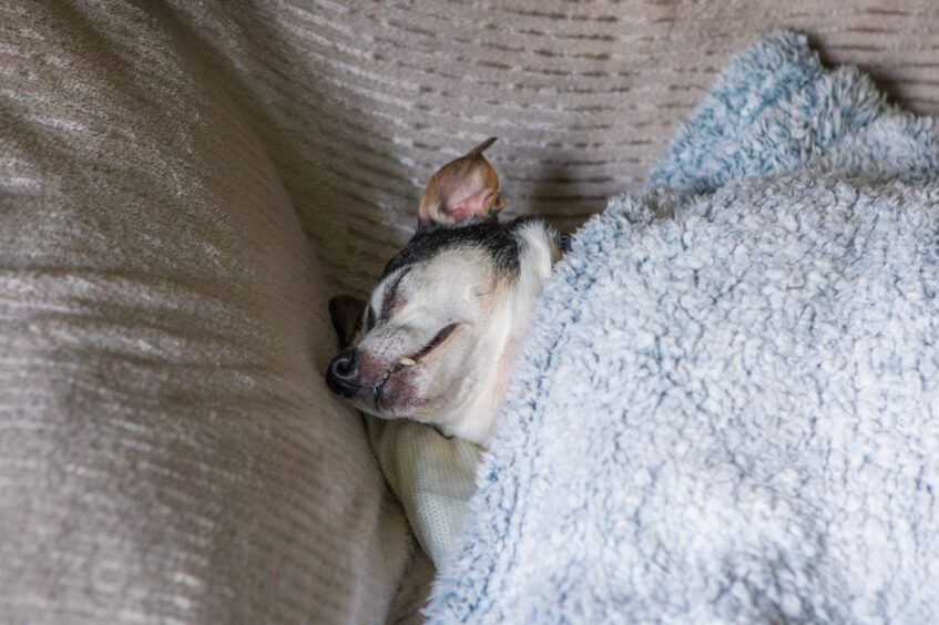 Small dog asleep under blanket