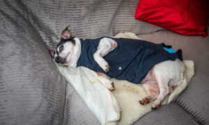 Small Jack Russell terrier lying on sofa wearing vest to protect her injuries