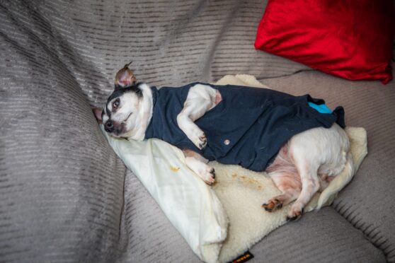 Small Jack Russell terrier lying on sofa wearing vest to protect her injuries