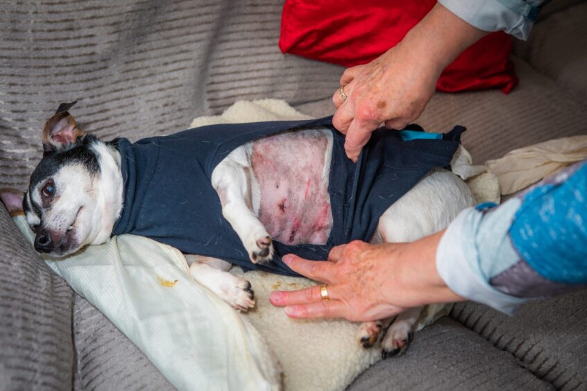 Terrier dog with shaves stomach and several fresh stitches