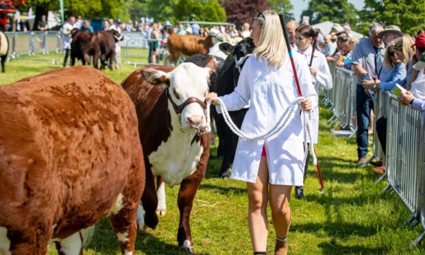 Showing cattle at Fife Show in 2024