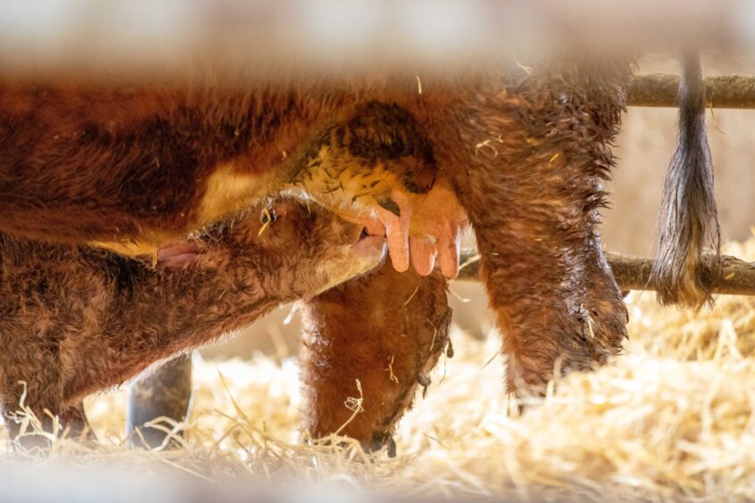 A two-hour-old calf feeds from its mum at Hilltarvit Mains Farm. Image