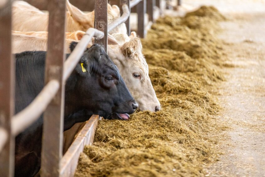 Cattle at Hilltarvit Mains Farm.