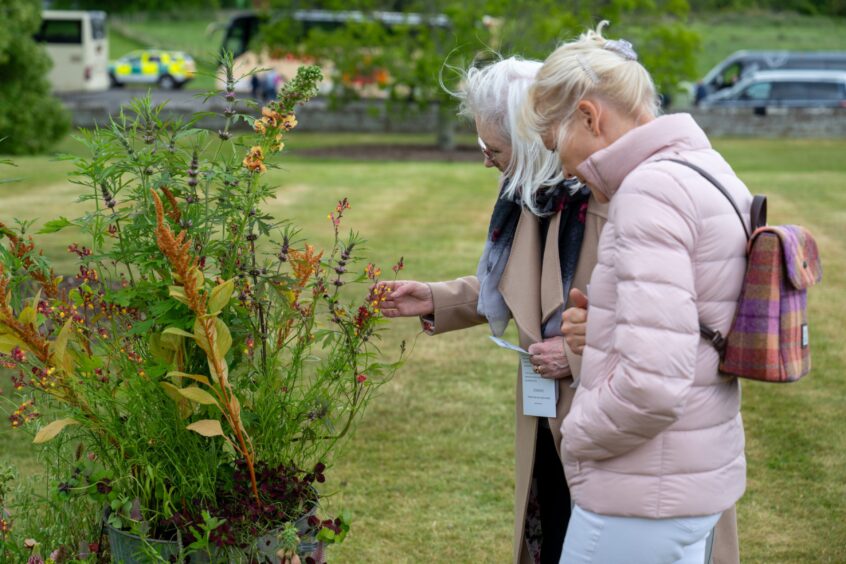 Woman touching plants on display