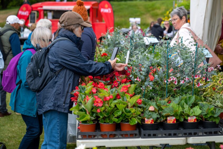 Woman photographing label at stall featuring rows of potted plants