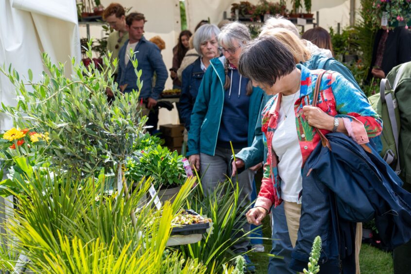 People looking at stalls crammed with plants