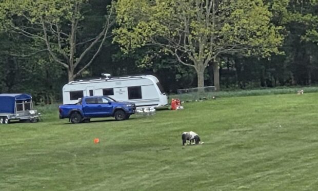 A Shetland pony is part of the Traveller group at Camperdown Park