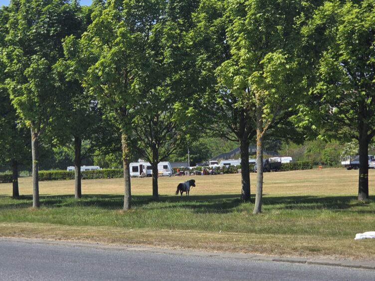 The Shetland pony has made the journey. 