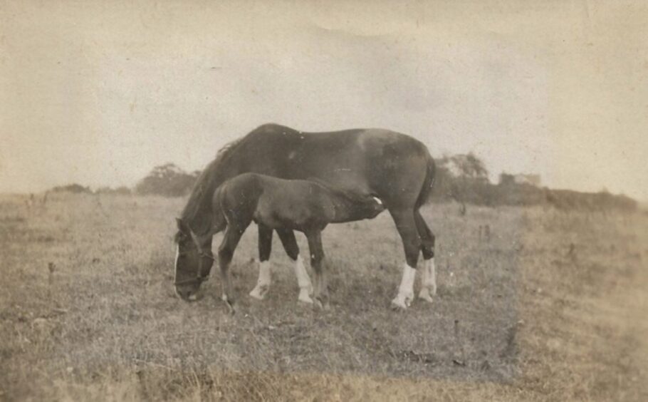 Angus war horse Vic and foal.