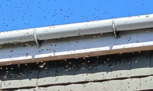 Bees swarm outside Jane Deans' Methven home.