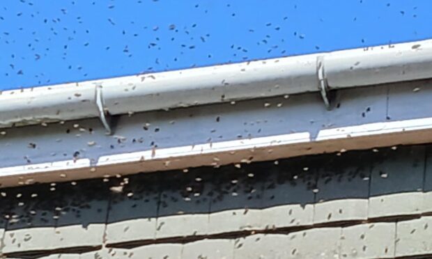 Bees swarm outside Jane Deans' Methven home.