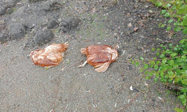 The chickens were left beheaded in David's garden. Image: David Mcrae