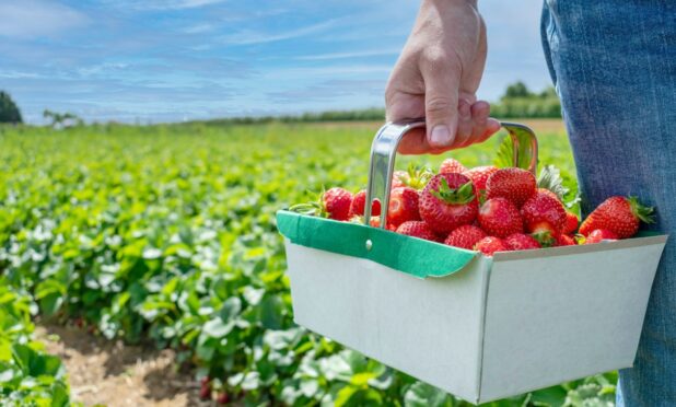 Image shows: a close up of a punnet of strawberries being carried by a picker. The person's leg and hand are just in shot and they are holding a full punnet of strawberries by a handle. There is a field of strawberry plants and blue skies.