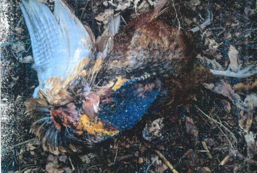 Poison-laced pheasant