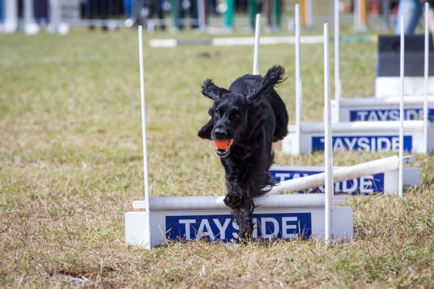 Action from the dogs' obstacle race at a past show