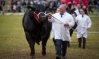 Champion Aberdeen-Angus bull Mosston Muir Excalibur at the 2019 event in Blairgowrie.