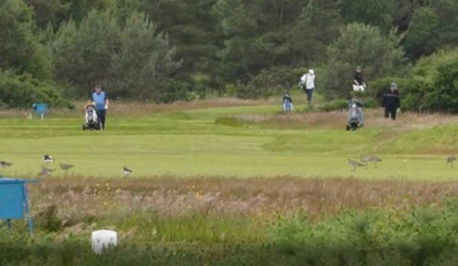 Curlew and oystercatcher at Carnoustie Golf course.