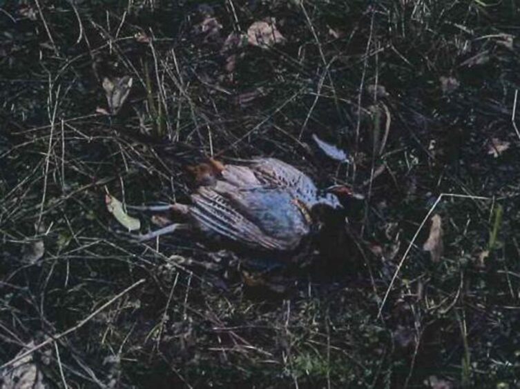 Poisoned pheasant