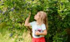 Girl picking blueberries.
