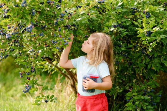 Girl picking blueberries.