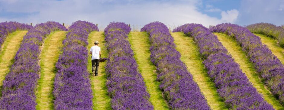 Fields of lavender.