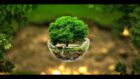 photo of mature tree planted in a spherical glass base
