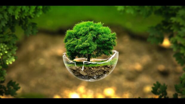 photo of mature tree planted in a spherical glass base