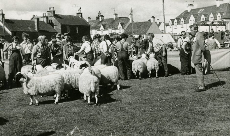 Judging of the Blackface sheep at the 1979 Alyth Show