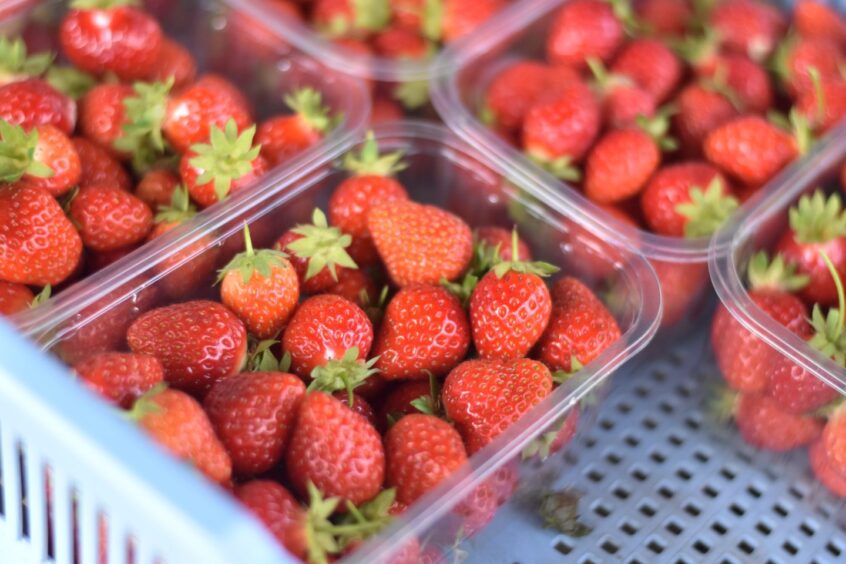 Punnets of strawberries sitting in a tray.