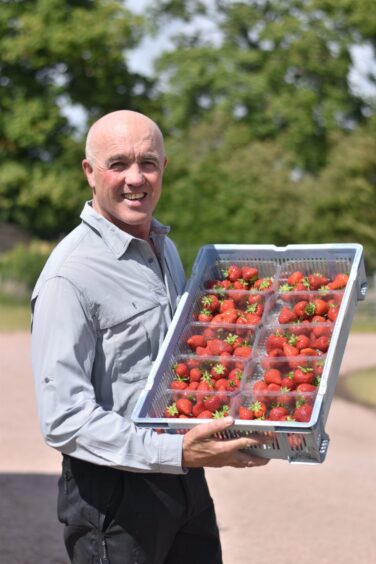 Keith Adamson, holding up a tray filled with punnets of strawberries.