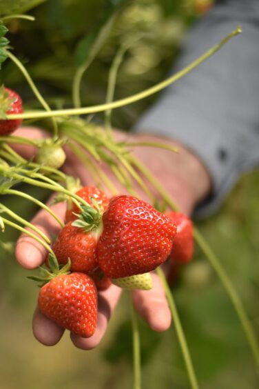 A person cradling a number of growing strawberries.