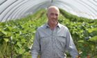 Keith Adamson standing inside a polytunnel that is being used to grow strawberries.