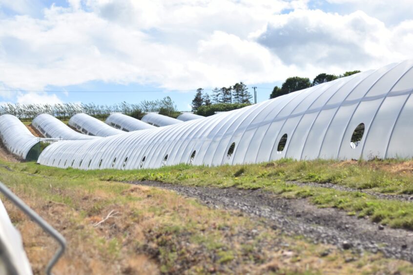 Polytunnels located on West Friarton Farm.