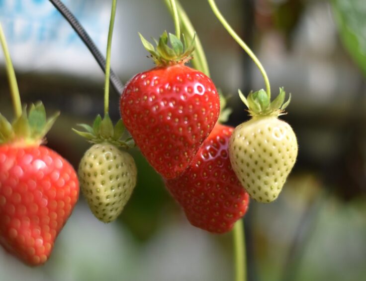 Strawberries growing on a plant.