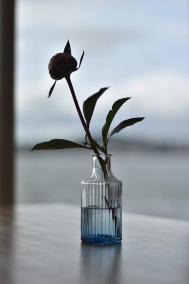 A flower sitting in a vase.