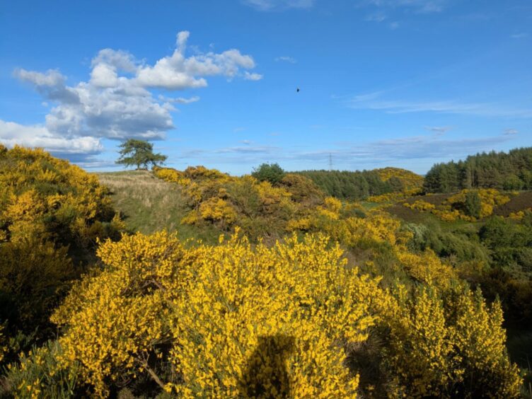 Gorse in bloom at Finavon hillfort.