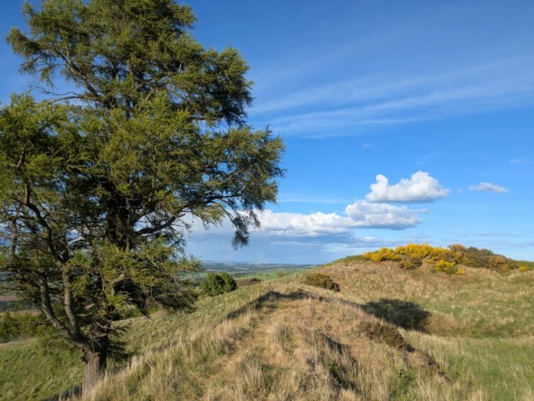 Remains of Finavon hillfort.
