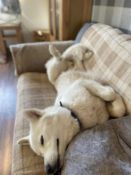 A sleeping dog on a checkered sofa.